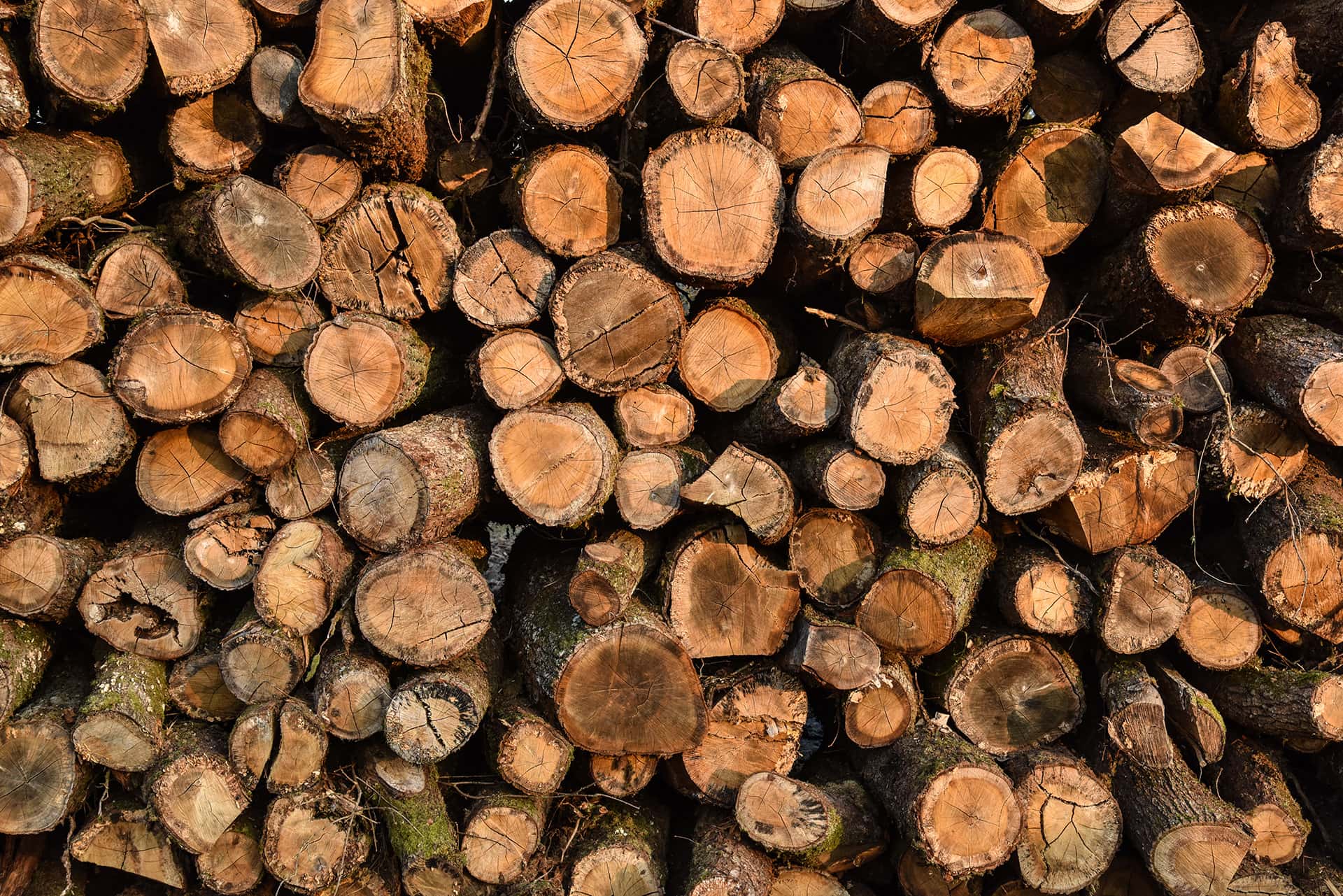 Exploitation forestière au Bois landry du bois de chauffage certifiée  gestion durable